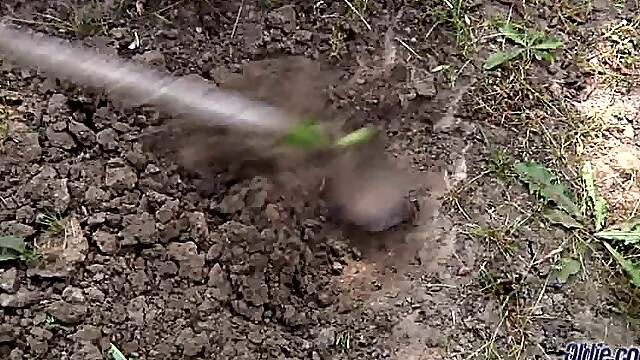 Gina Gerson Old Young Ass Injected